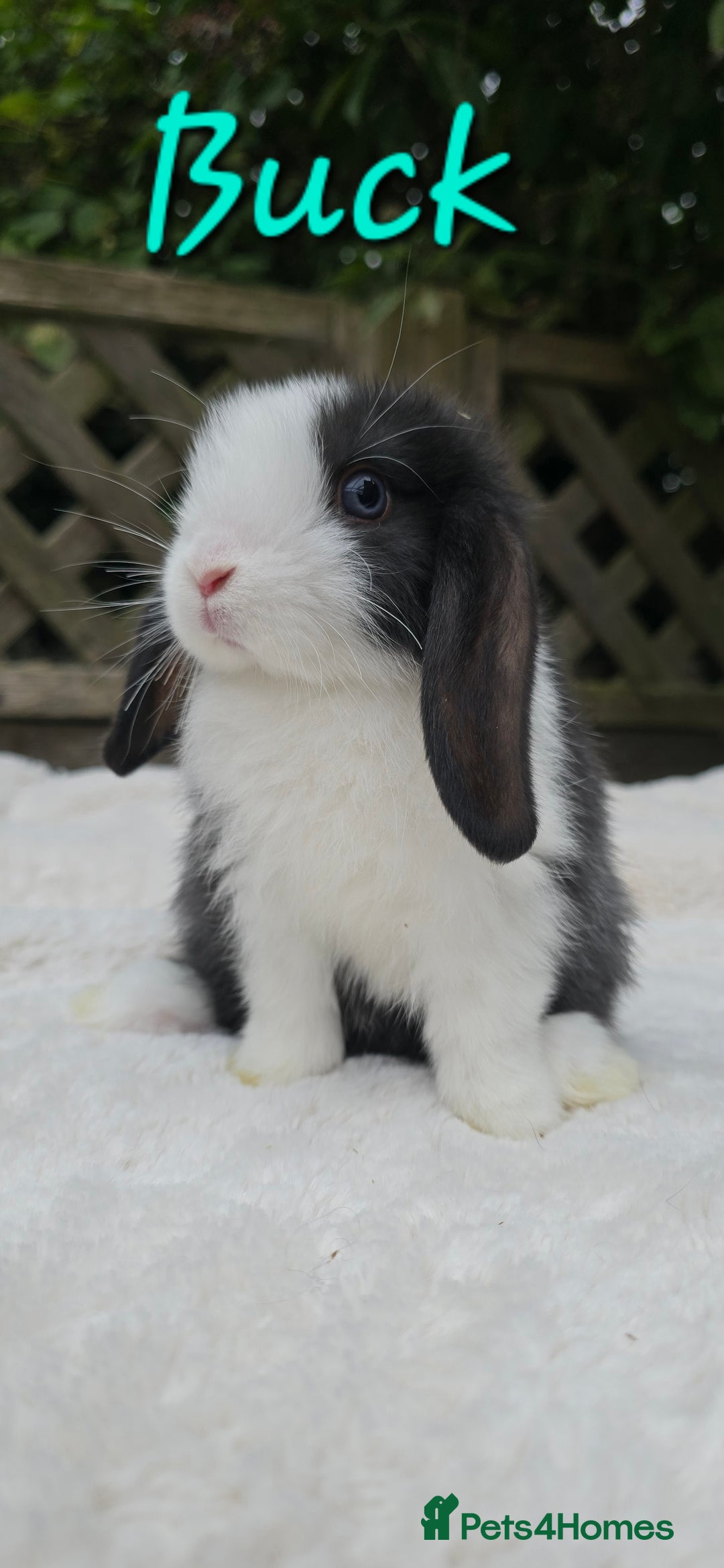 Mini Lop rabbits for sale: Beautiful mini lops boys and girls - Image 3