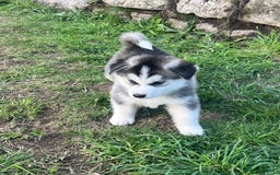 Siberian Husky dogs for sale: Siberian husky puppies  - Image 7