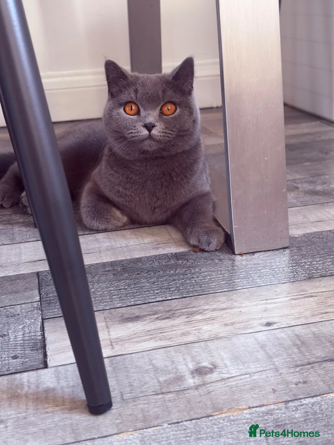 British Shorthair cats for sale: GCCF Blue British Shorthair Girl - 1 Year Old - Advert 1