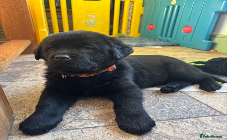 Mixed Breed dogs - Advert 3