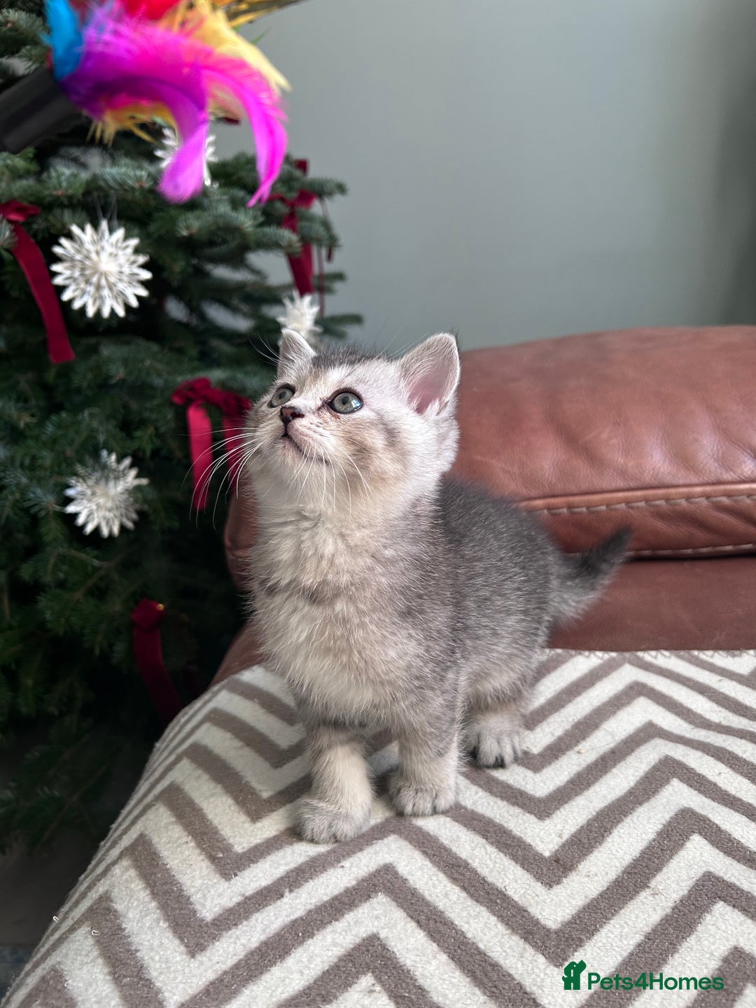Scottish Fold cats for sale: Little buddies looking for home - Advert 9