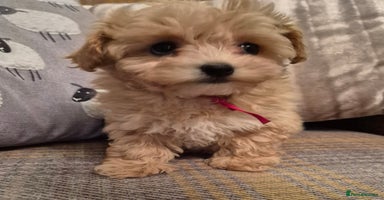Maltipoo dogs F1 Maltipoo puppies 🐶 Just 2 girls remaining  - Advert 1