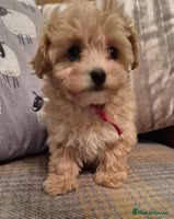 Maltipoo dogs F1 Maltipoo puppies 🐶 Just 2 girls remaining - Advert 9