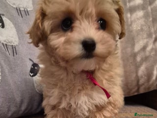 Maltipoo dogs F1 Maltipoo puppies 🐶 Just 2 girls remaining - Advert 6
