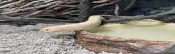 Snake reptiles for sale: Albino Hognose Snake - Advert 3