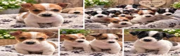 Jack Russell dogs for sale: Jack Russell pups - Advert 7
