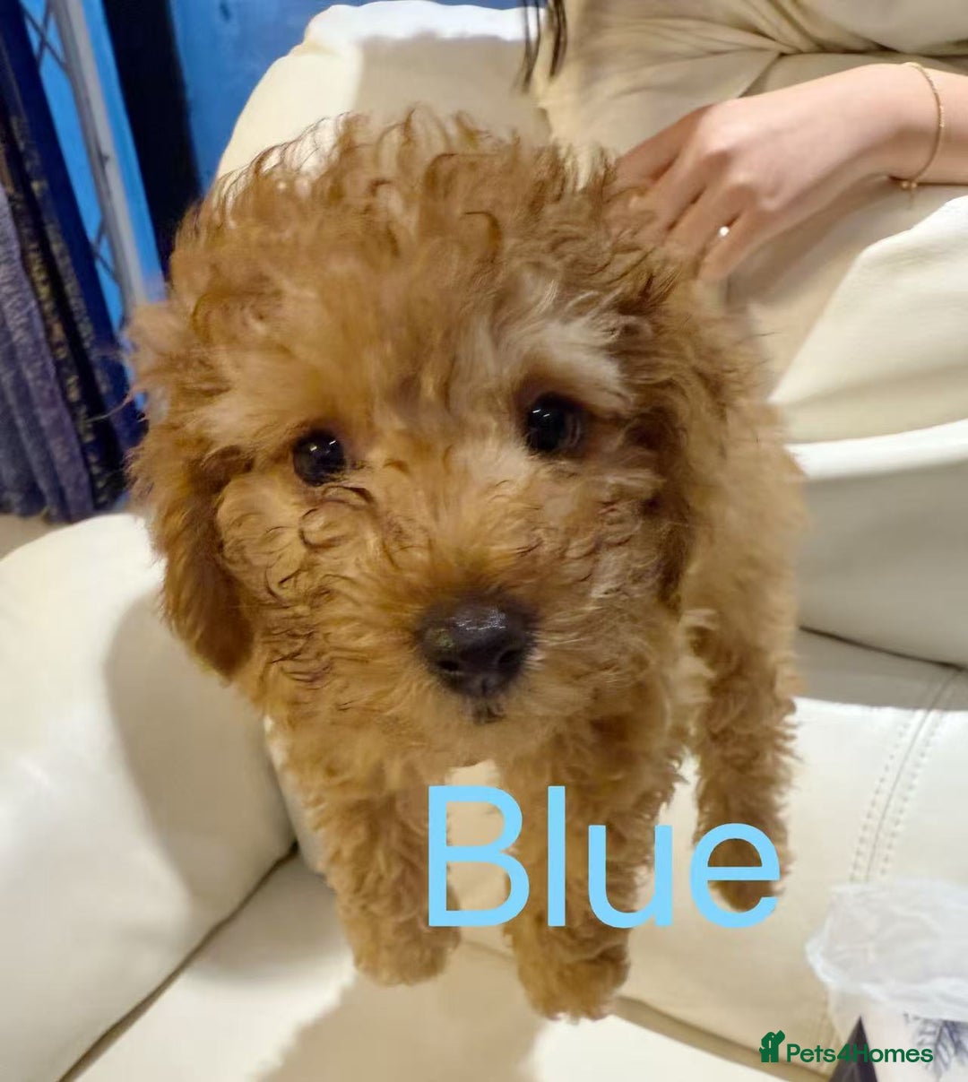 Toy Poodle dogs for sale: 3 KC Registered Red Toy poodle Puppies - Advert 6
