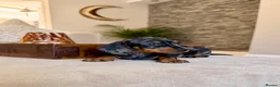 Miniature Dachshund dogs for sale: OUTSTANDING SMOOTH MINIATURE DACHSHUND PUPS  - Advert 8