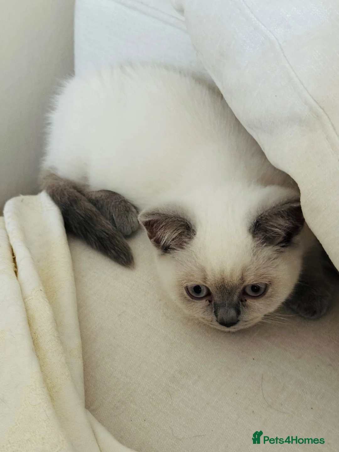 British Shorthair cats for sale: Beautiful British Shorthair Kitten Loving Adorable - Advert 2
