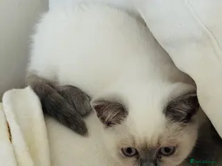 British Shorthair cats Beautiful British Shorthair Kitten Loving Adorable - Advert 4