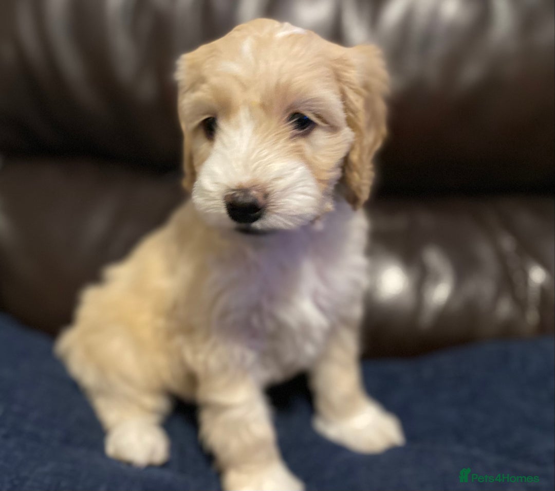 Cockapoo dogs for sale: Beautiful cockapoo puppy’s  - Image 10