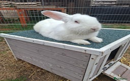 New Zealand rabbits for sale: Castrated Large Pair  - Image 6