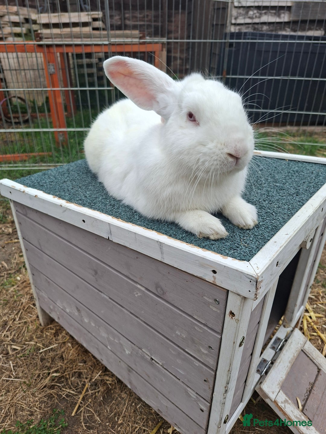 New Zealand rabbits for sale: Castrated Large Pair  - Image 6