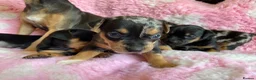 Jack Russell dogs for sale: Exquisite Rare Merle & black & tan - Advert 10