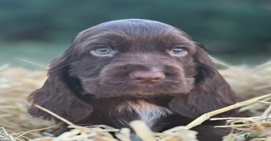 Cocker Spaniel dogs - Advert 8