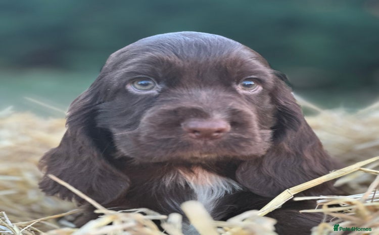 Cocker Spaniel dogs - Advert 1