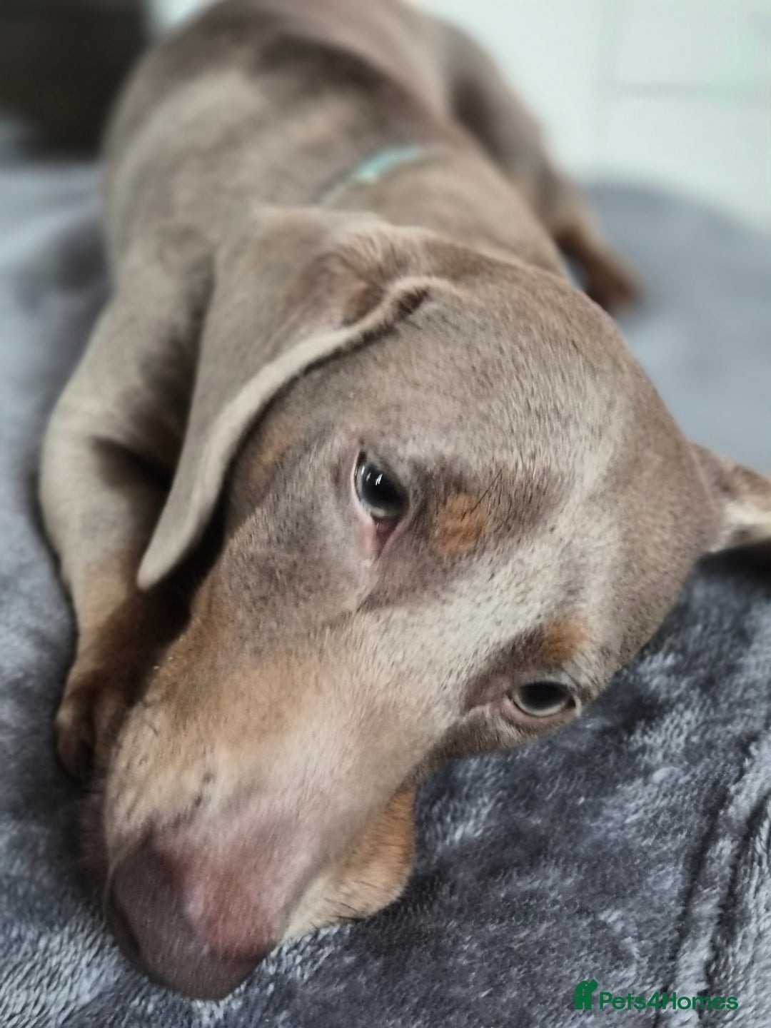 Miniature Dachshund dogs for sale: Gorgeous Green eyed Walter Mini Dachshund  - Image 4