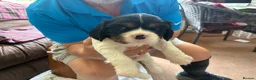 Cavalier King Charles Spaniel dogs for sale: Stunning puppies  in Oldham - Advert 9