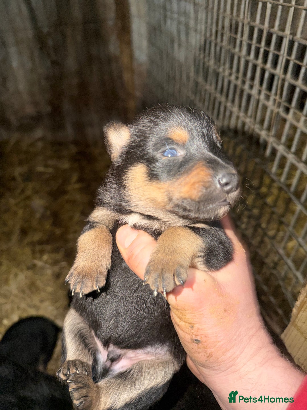 Mixed Breed dogs for sale: kelpie/blue heelers - Advert 2