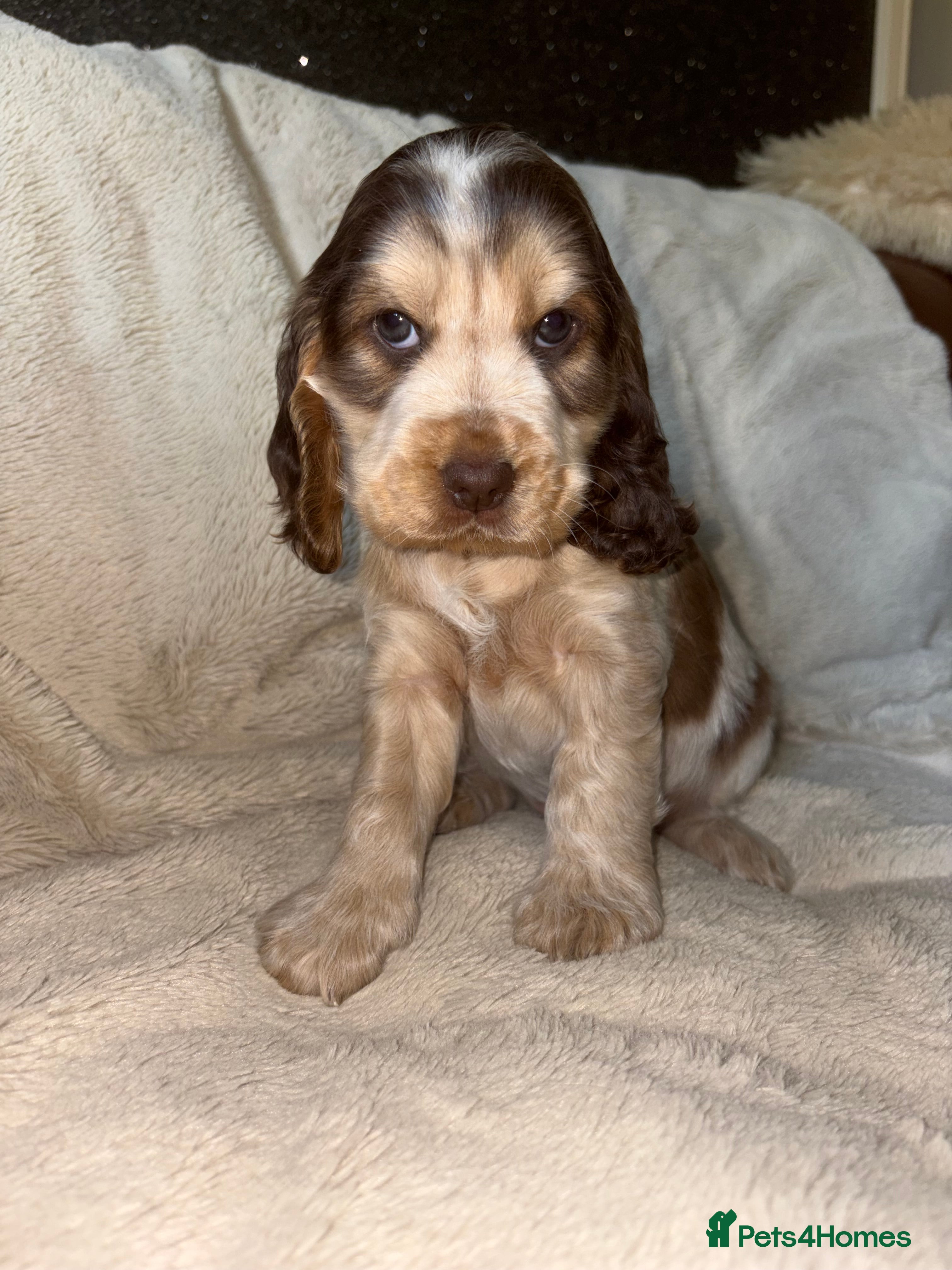 Cocker Spaniel dogs KC Registered Show Cockerspaniel Puppy - Advert 2