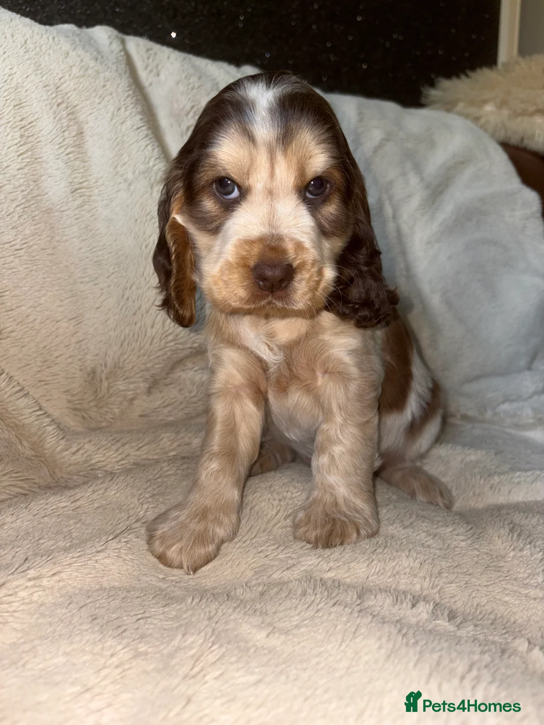 Cocker Spaniel dogs for sale: KC Registered Show Cockerspaniel Puppy in Morecambe - Advert 2