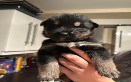 Mixed Breed dogs for sale: 10 Beautiful Rottsky Puppies  - Image 11