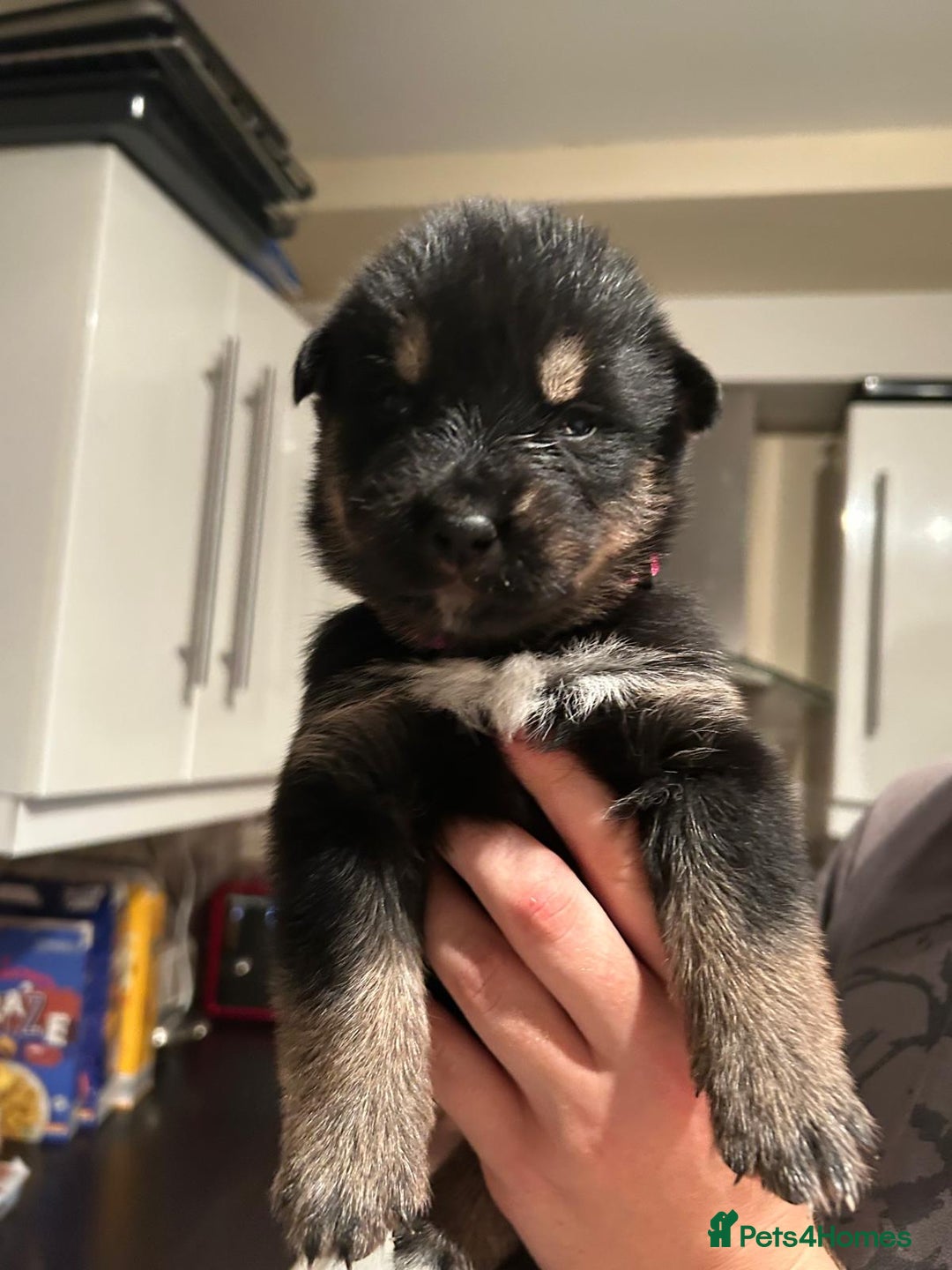 Mixed Breed dogs for sale: 10 Beautiful Rottsky Puppies  - Image 11