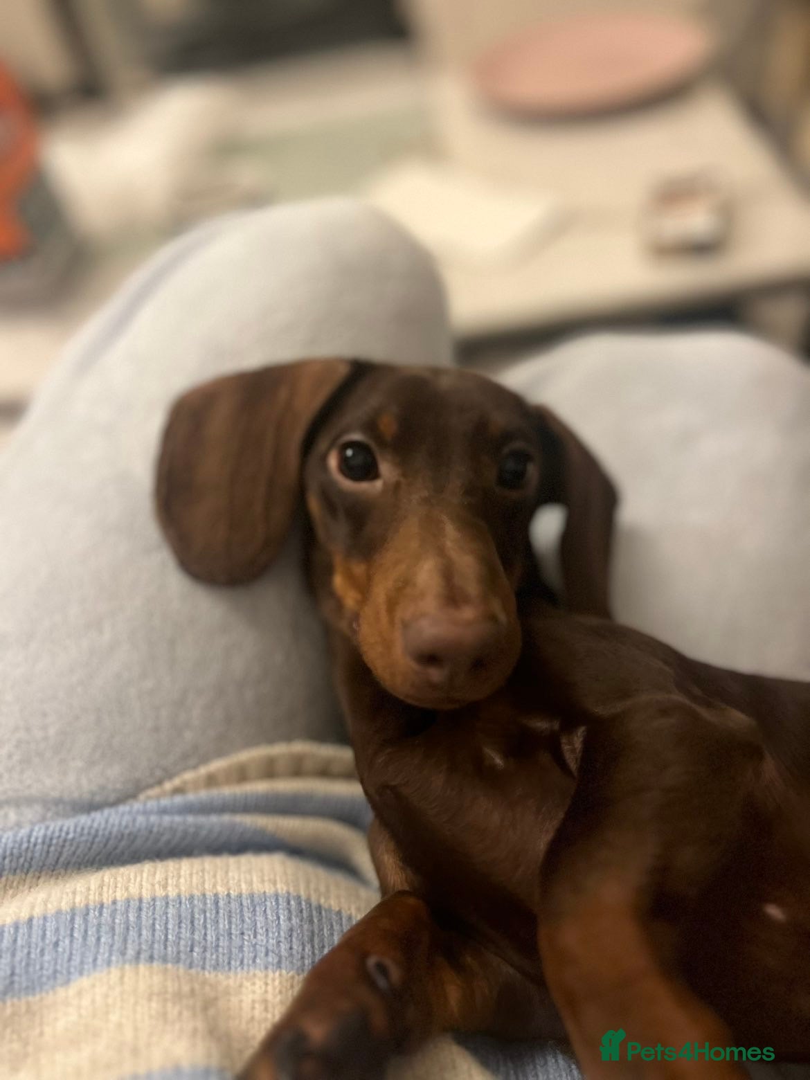 Dachshund dogs Male dachshund (Valentino) - Advert 1