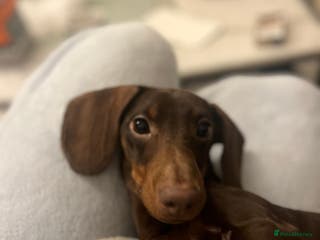 Dachshund dogs Male dachshund (Valentino) - Advert 1