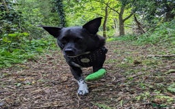 Mixed Breed dogs for adoption: Winston (Tripaw Terrier mix) - Image 19