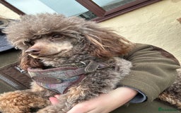 Miniature Poodle dogs for stud: KC TOY CHOCOLATE PHANTOM POODLE in Willenhall - Image 5