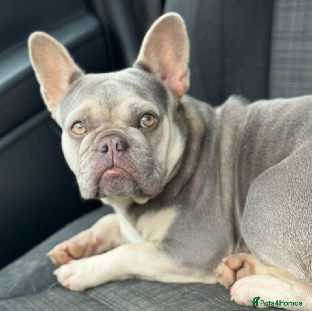 French Bulldog dogs for sale: Lilac French Bulldog - Image 3