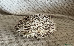 Pygmy Hedgehog rodents for sale: Baby Pygmy hedgehog girl  - Image 4