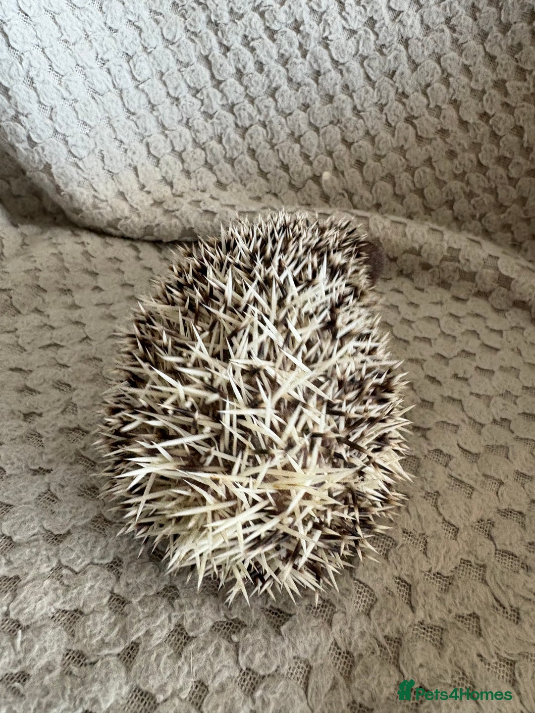Pygmy Hedgehog rodents for sale: Baby Pygmy hedgehog girl  - Image 4