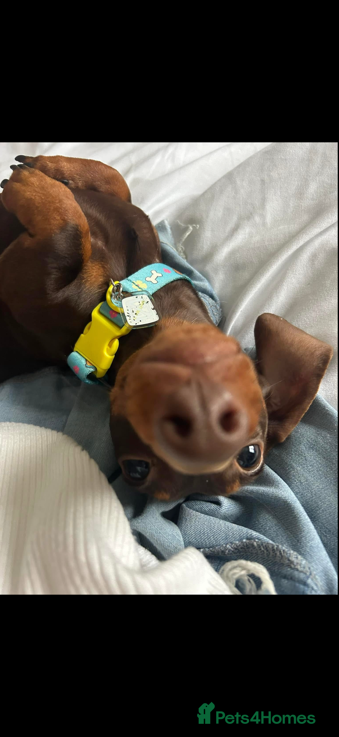 Miniature Dachshund dogs for stud: Miniature dachshund  - Advert 3