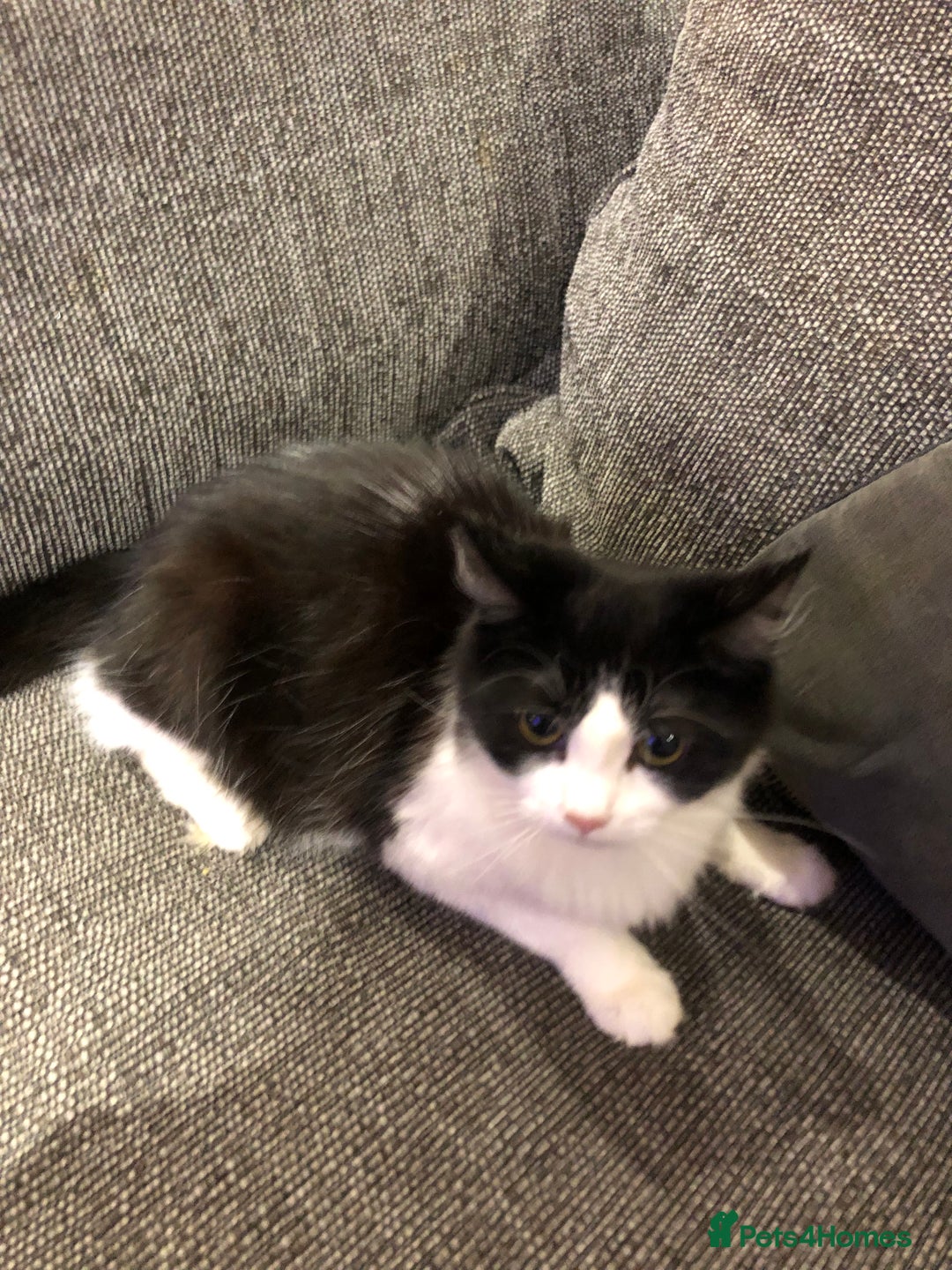 Mixed Breed cats for sale: Female ragdoll cross  - Advert 3