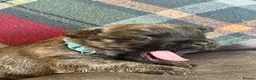 Cairn Terrier dogs for sale: KC pups off Health Tested parents, avail 11th Oct - Advert 5