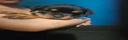 Rottweiler dogs for sale: Pure Pedigree Rottweiler Puppies - Advert 5