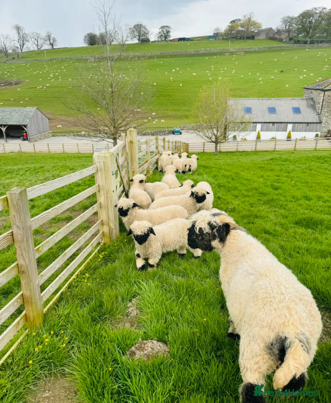 Sheep livestock for sale: Valais Blacknose Sheep (Ewes, Lambs & Rams) - Advert 2