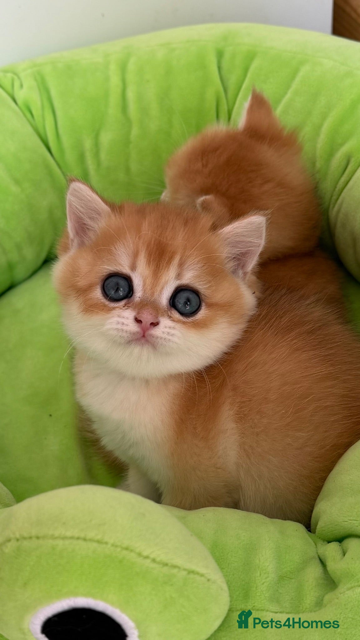 British Shorthair cats Show quality Golden BSH boys  - Advert 2