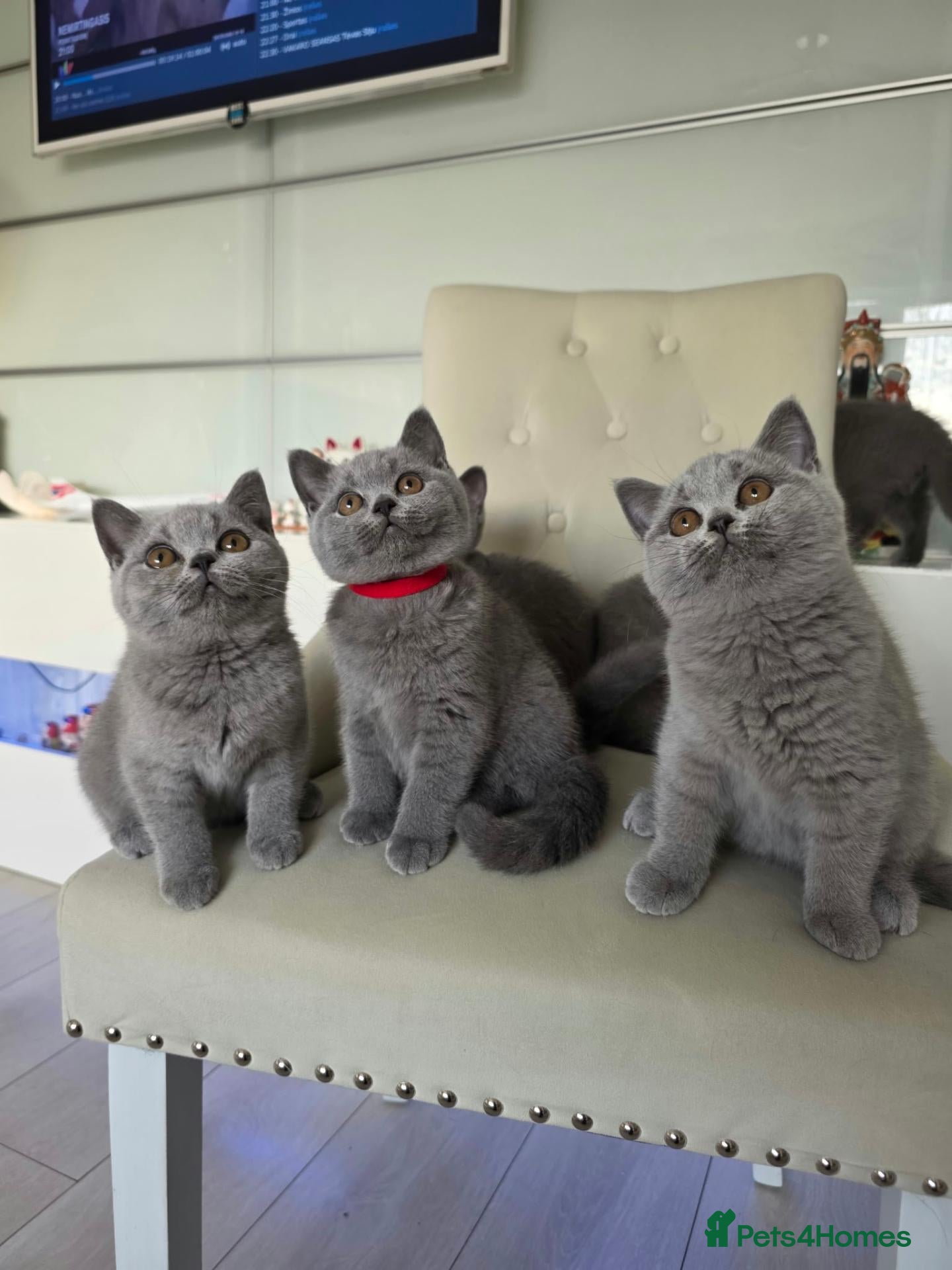 British Shorthair cats Amazing British shorthaired kittens  - Advert 1