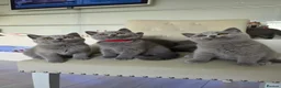 British Shorthair cats for sale: Amazing British shorthaired kittens  - Advert 3