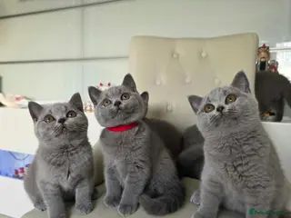 British Shorthair cats Amazing British shorthaired kittens - Advert 1