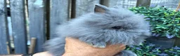 Lionhead rabbits for sale: Double mane lion lead bunny’s for sale  - Advert 9