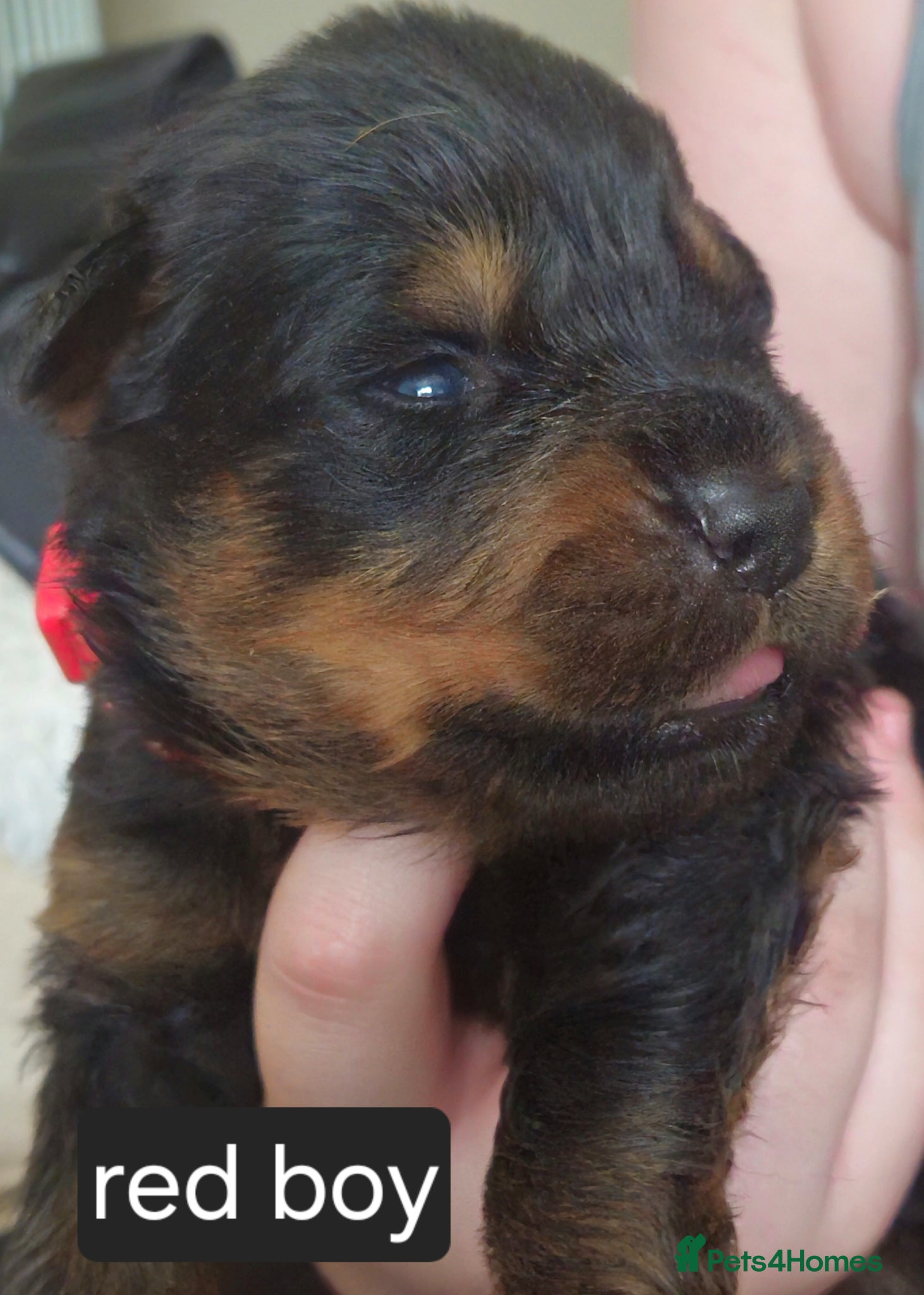 Rottweiler dogs 4 male rottweiler pups looking for forever homes - Advert 1