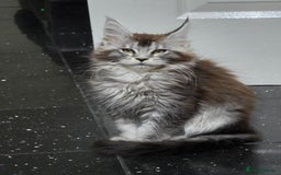 Maine Coon cats for sale: Pedigree XL Mainecoon kittens - Image 26