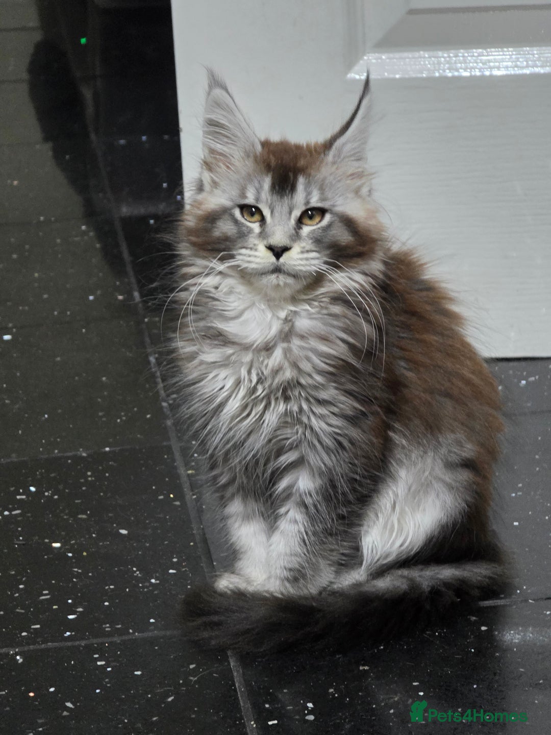 Maine Coon cats for sale: Pedigree XL Mainecoon kittens - Image 26