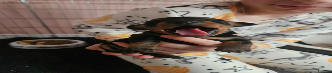 Miniature Dachshund Puppy 3