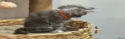 Maine Coon cats for sale: TICA-Registered Silver Maine Coon Kittens - Advert 15