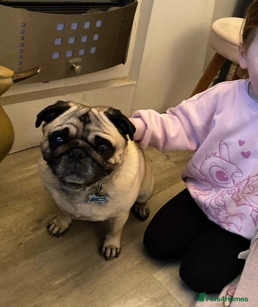 Pug dogs Male Pug - Advert 14